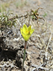 Zephyranthes longifolia