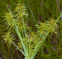 Cyperus hystricinus