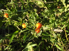 Solanum pseudocapsicum