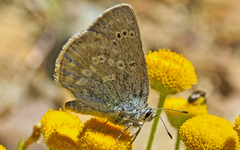Satyrium semiluna