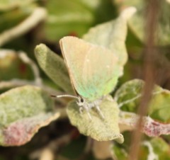 Callophrys viridis