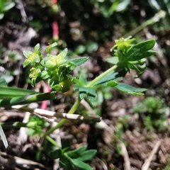 Alchemilla pentaphyllea