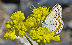 Plebejus fridayi