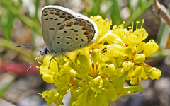 Plebejus fridayi