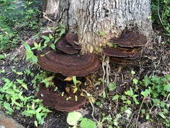 Inocutis ludoviciana