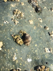 Nucella canaliculata