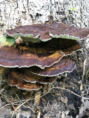 Inocutis ludoviciana