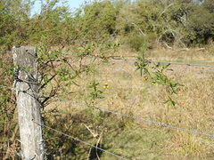 Cissus palmata