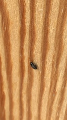 Bostrichoidea
