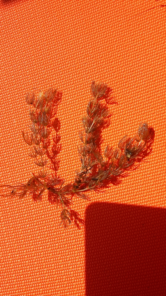 Dense hornwort growth underwater