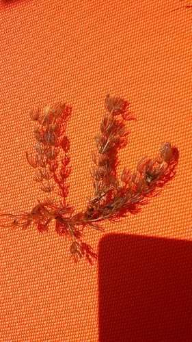 Ceratophyllum demersum iNat (3)