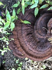 Inocutis ludoviciana