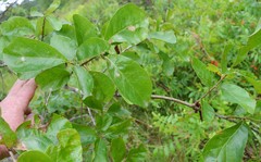 Quercus arkansana