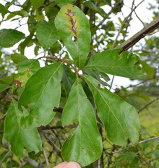 Quercus arkansana