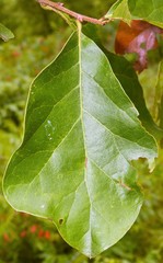 Quercus arkansana