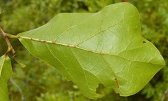 Quercus arkansana