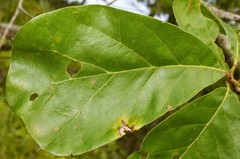 Quercus arkansana