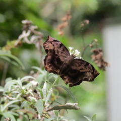 Achlyodes busirus heros