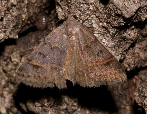 Ptichodis bucetum
