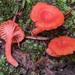 Cantharellus Subg. Cinnabarini - Photo (c) Matt Cohen and Elizabeth Hargrave, some rights reserved (CC BY-NC), uploaded by Matt Cohen and Elizabeth Hargrave