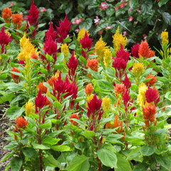 Celosia argentea plumosa