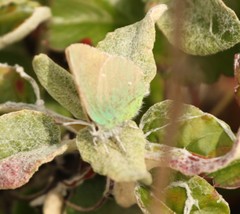 Callophrys viridis