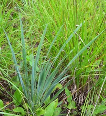 Yucca louisianensis