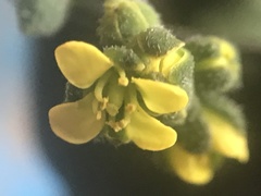 Draba stenoloba