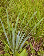 Yucca louisianensis