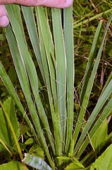 Yucca louisianensis