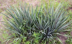 Yucca louisianensis