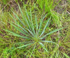 Yucca louisianensis