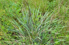 Yucca louisianensis