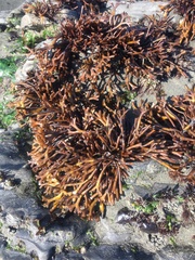 Ahnfeltiopsis linearis