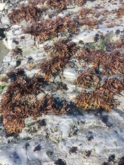 Ahnfeltiopsis linearis