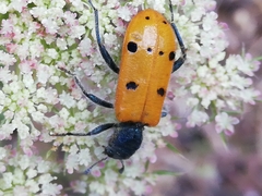 Trichodes octopunctatus