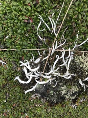 Thamnolia vermicularis