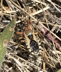 Rhynocoris ventralis