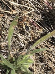 Rhynocoris ventralis