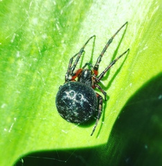 Araneus granadensis