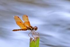 Perithemis tenera