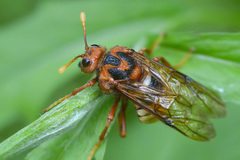 Cimbex luteus