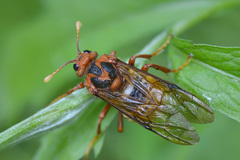 Cimbex luteus