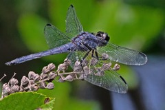 Libellula incesta