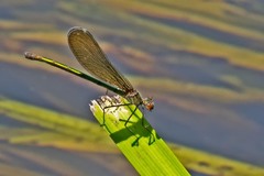 Calopteryx dimidiata