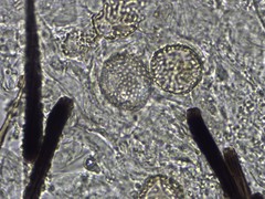 Furia ithacensis