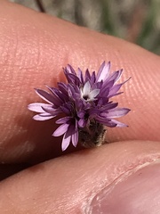 Lessingia hololeuca