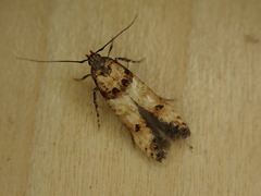 Walshia miscecolorella