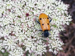 Trichodes octopunctatus