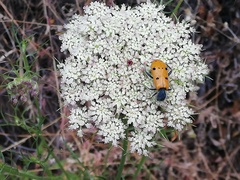 Trichodes octopunctatus